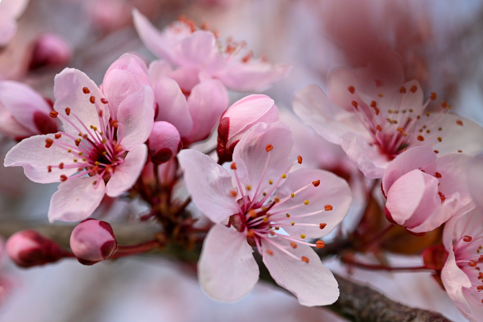 akirevarga-spring-10194616_1920.jpg
