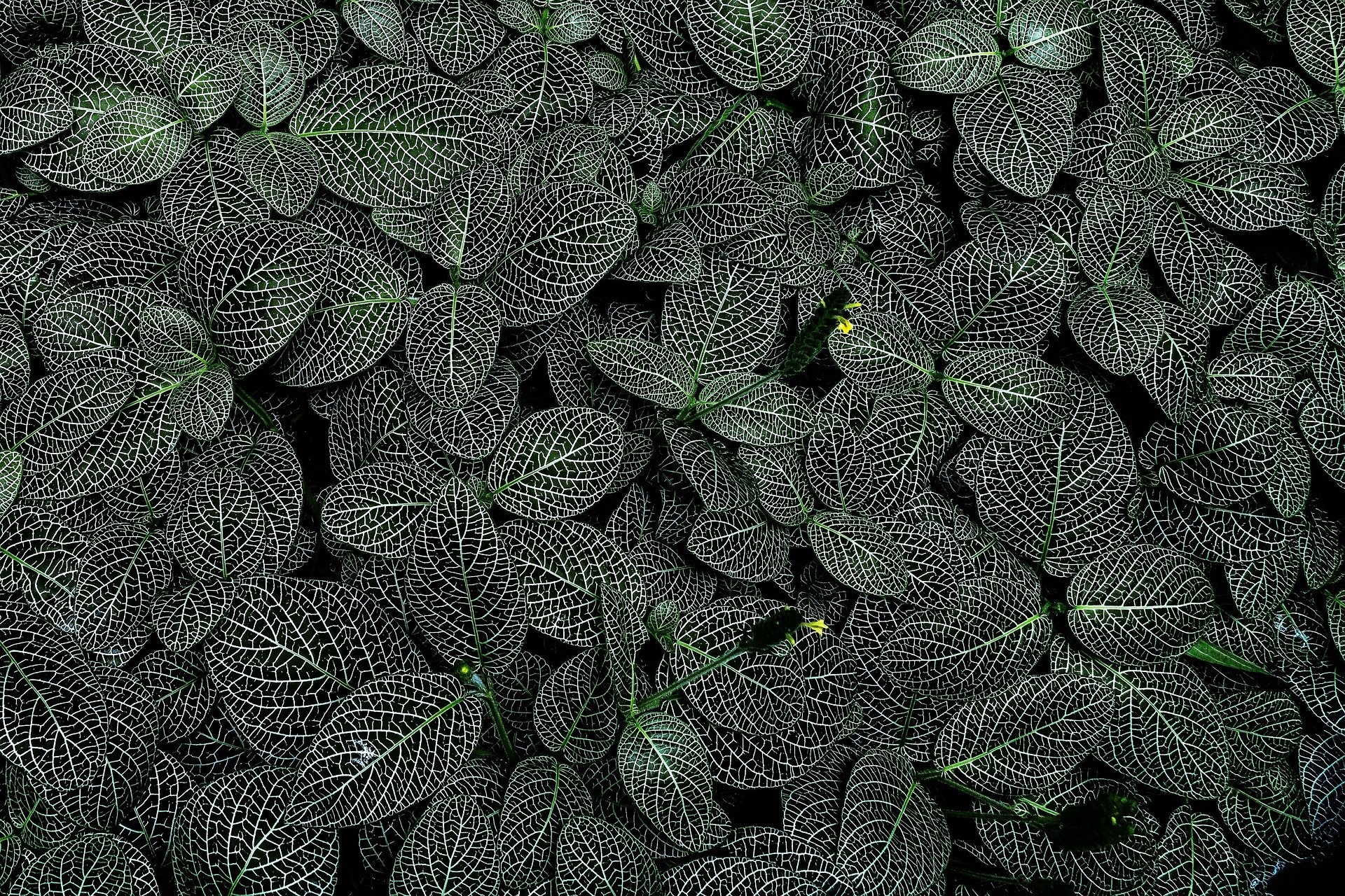 vvveronka-leaves-8542406_1920.jpg